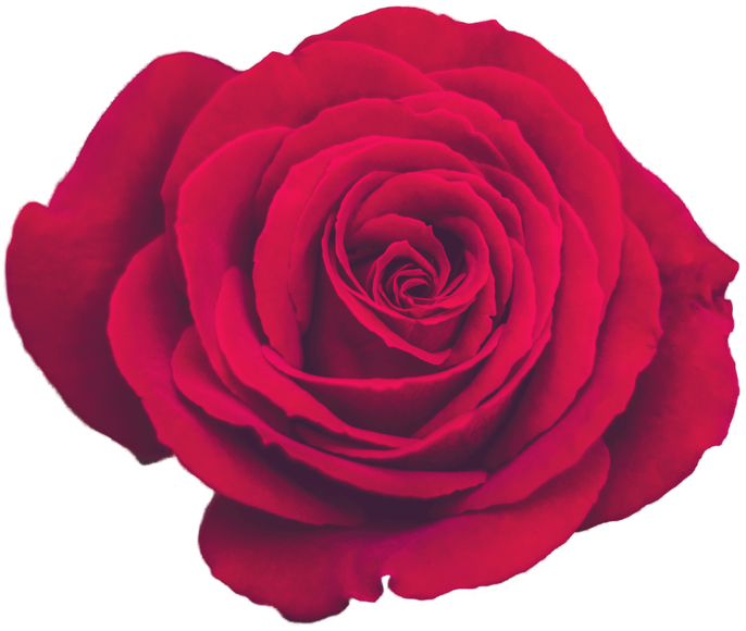 Decorative Vintage Red Rose